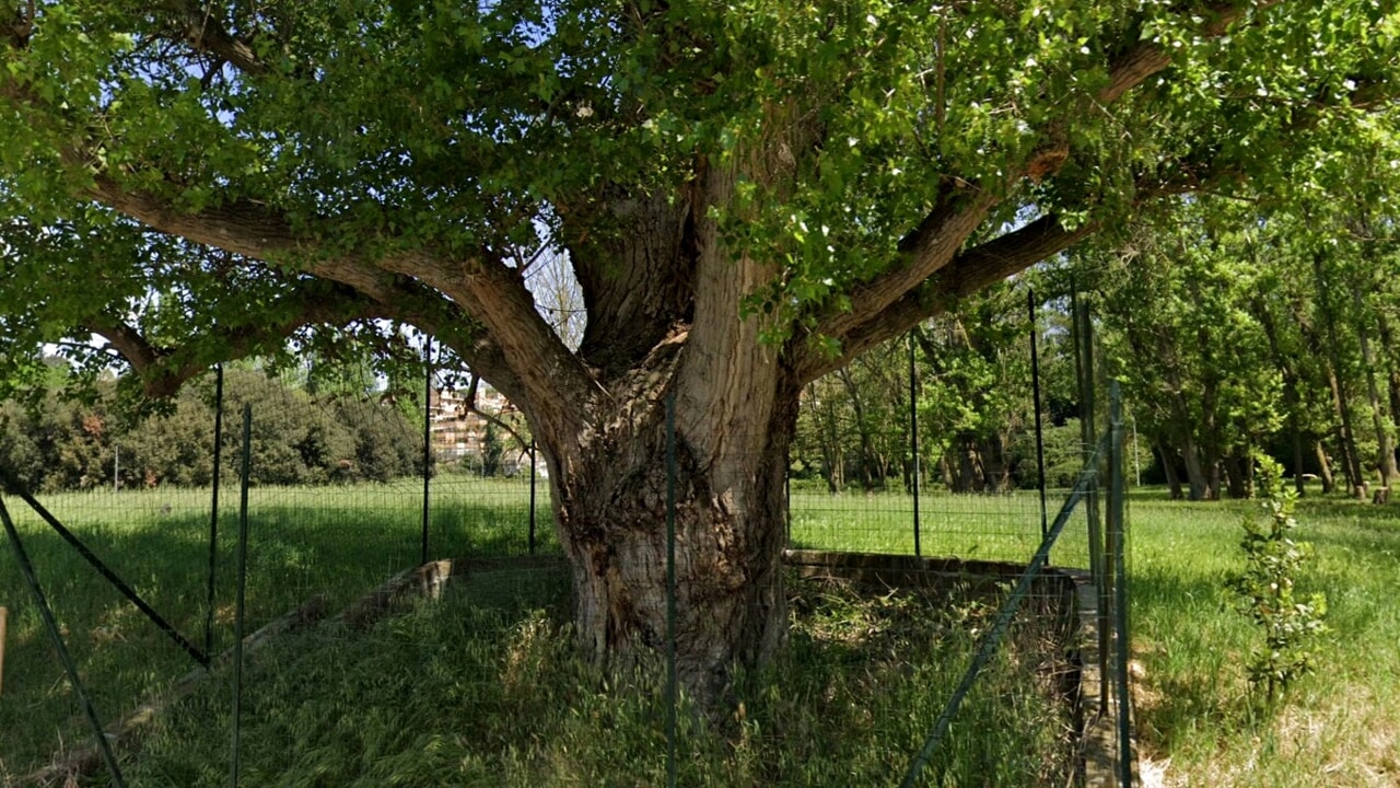 Pioppo via del Risaro Tor de’ Cenci